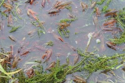 蝦苗怎么養(yǎng)殖方法,剛出生的蝦苗怎么養(yǎng)