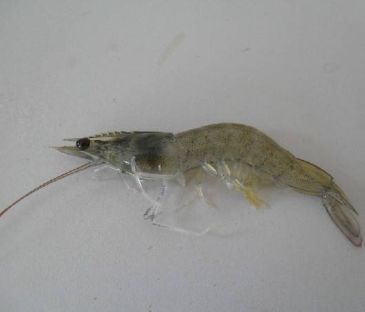 高溫季節(jié)蝦蟹養(yǎng)殖發(fā)生病毒性的疾病分析