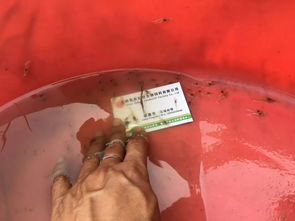 60元 斤 1.5畝2個月純賺超2.5萬元,又一條蝦成為江蘇 廣東 浙江養(yǎng)戶暴富新寵