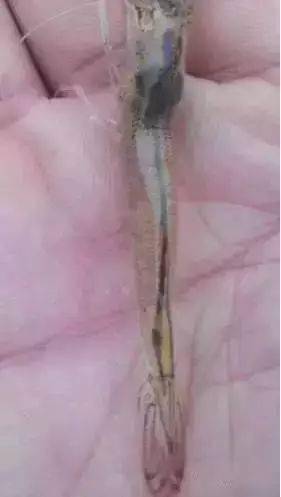 對蝦腸炎泛濫是何原因,看高清詳解