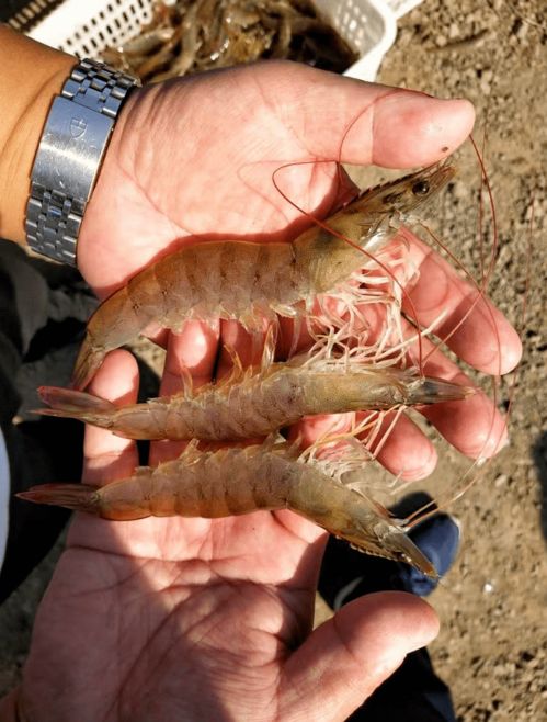 老天不給力,這一帶僅有5 養(yǎng)殖戶賺錢,有的養(yǎng)殖戶蝦苗款都沒收回