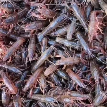 [蝦苗批發(fā)]湖北荊州監(jiān)利市蝦苗 3.00元/斤蝦苗 _ 一畝田