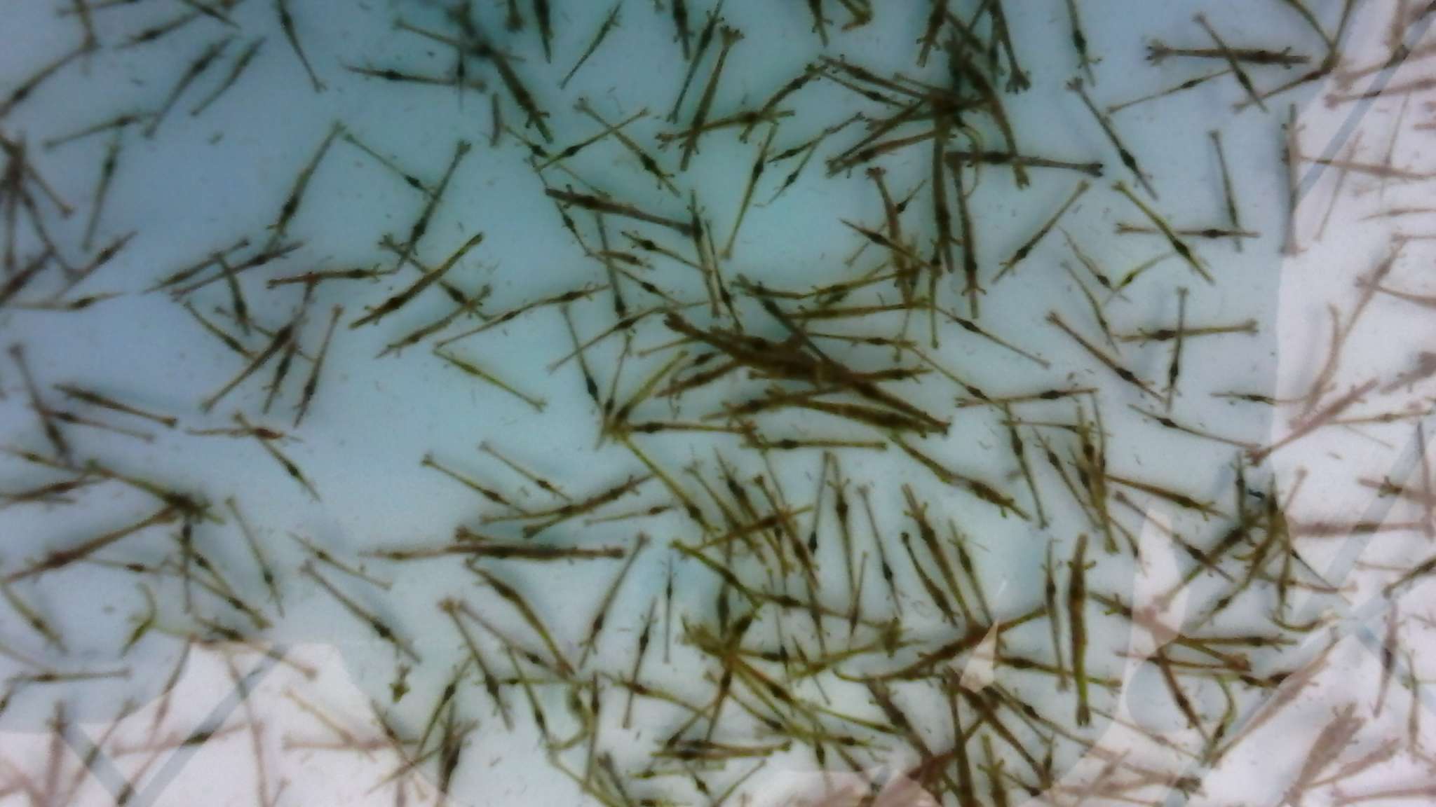 生態(tài)露天蝦苗--草蝦 - 茂豐水產(chǎn)科技