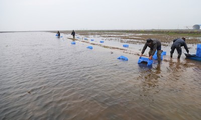 四月放蝦苗 五月見成效
