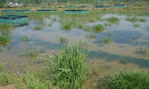 小龍蝦 養(yǎng)殖綜合體 ,會對4000億小龍蝦產(chǎn)生積極影響嗎