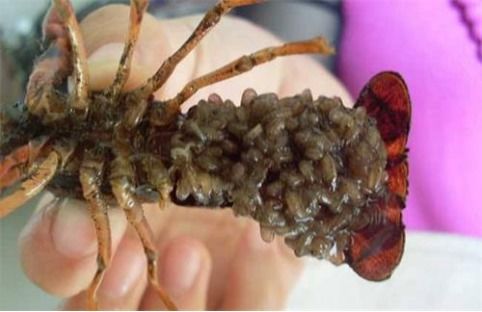 西安小龍蝦蝦苗怎么選