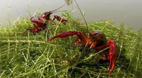 養(yǎng)殖 現(xiàn)在6月份可以留小龍蝦種蝦嗎