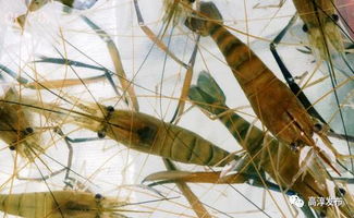 今夏高溫, 神器 助力蟹蝦養(yǎng)殖