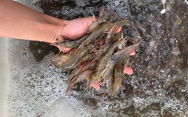 品質(zhì)贏未來,只為每一尾好蝦苗 這家苗企在珠三角市場布下重要一子 2021尋找中國好蝦苗第五站