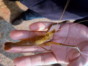 養(yǎng)蝦新模式 環(huán)溝直放抱卵蝦 ,省水,省力,效益高 青蝦