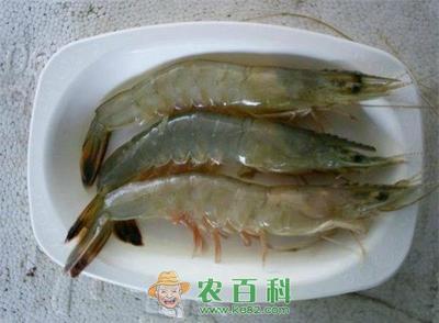 如何養(yǎng)殖淡水青蝦?