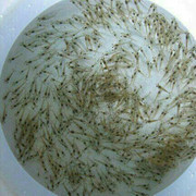 【龍虎石斑魚 珍珠龍膽石斑魚,珍珠斑,鮮活海鮮,有機水產養殖】價格_廠家_圖片 -