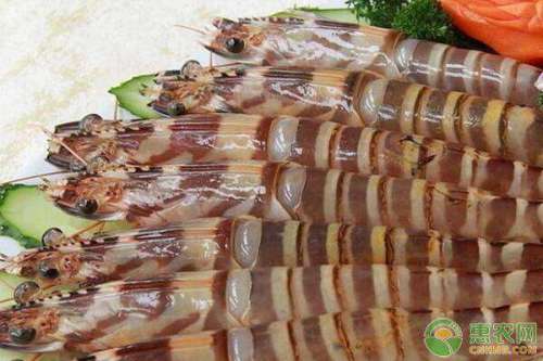 日本對蝦養(yǎng)殖池設(shè)施 放苗準(zhǔn)備 工廠化養(yǎng)殖技術(shù)