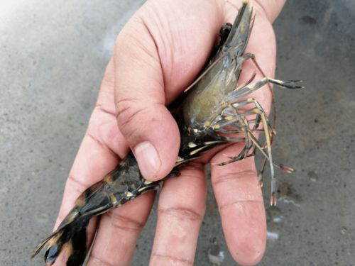 10斤 方,130元 斤的 黑馬 ,工廠化也可以養,你看了會心動 養殖