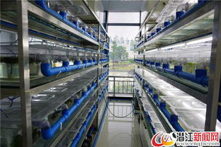 湖北潛江小龍蝦苗種繁育領跑全國 破解產業發展瓶頸