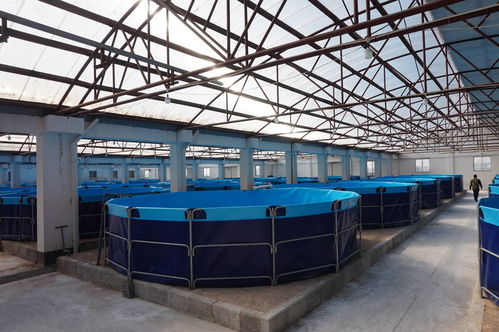 光合工廠化養殖 南美白對蝦 蝦苗銷售戰全面打響