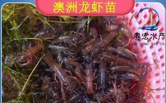 青蝦苗的繁殖和養殖技術-青蝦苗的繁殖和養殖技術批發廠家.