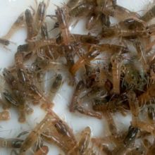 2019鯽魚養殖價格 報價 鯽魚養殖批發 養殖網