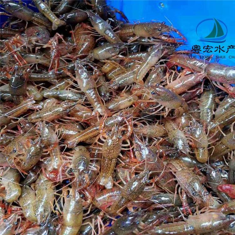 海口出售澳洲龍蝦苗 澳龍蝦苗 澳龍一號蝦苗 種蝦苗 南美.