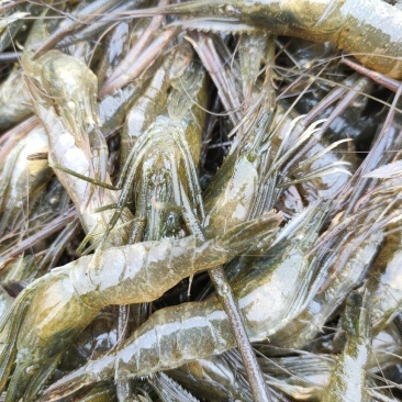 青蝦苗,中大蝦
