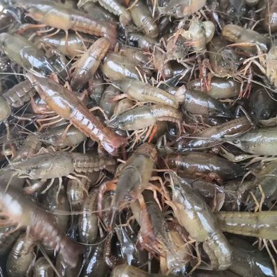 龍蝦苗 塘口優質種蝦,蝦苗,活性好。皮毛好。包送塘口成