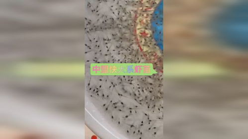 出苗啦 中盟快大系蝦苗,正在出發當中