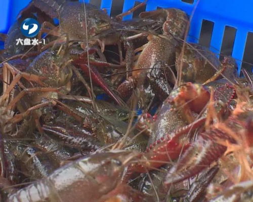 想吃 六盤水這個地方首批小龍蝦搶 鮮 到貨