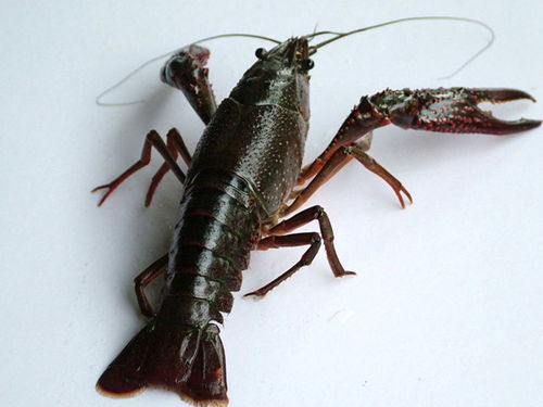 五河縣小蝦苗電話,蝦苗哪里有賣的