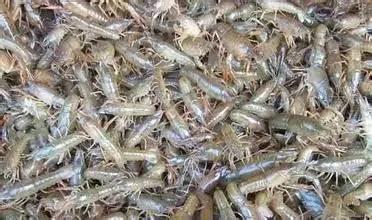 蝦苗養殖 自貢種蝦養殖批發