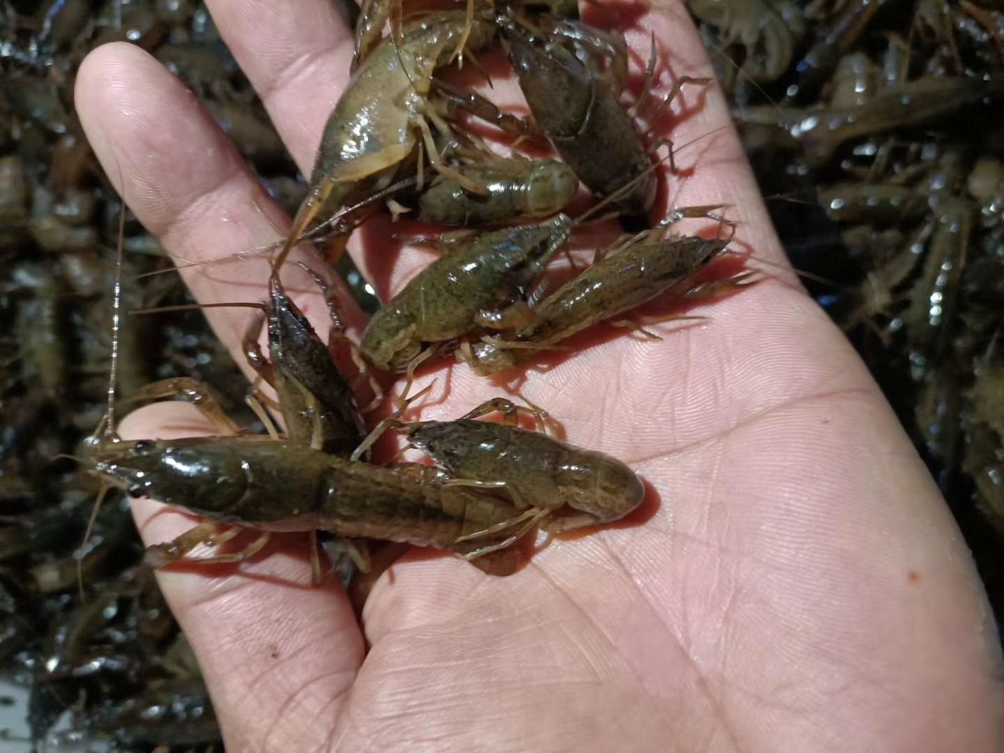 [龍蝦苗批發] 蝦苗,蝦苗,蝦苗價格9元/斤 - 惠農網