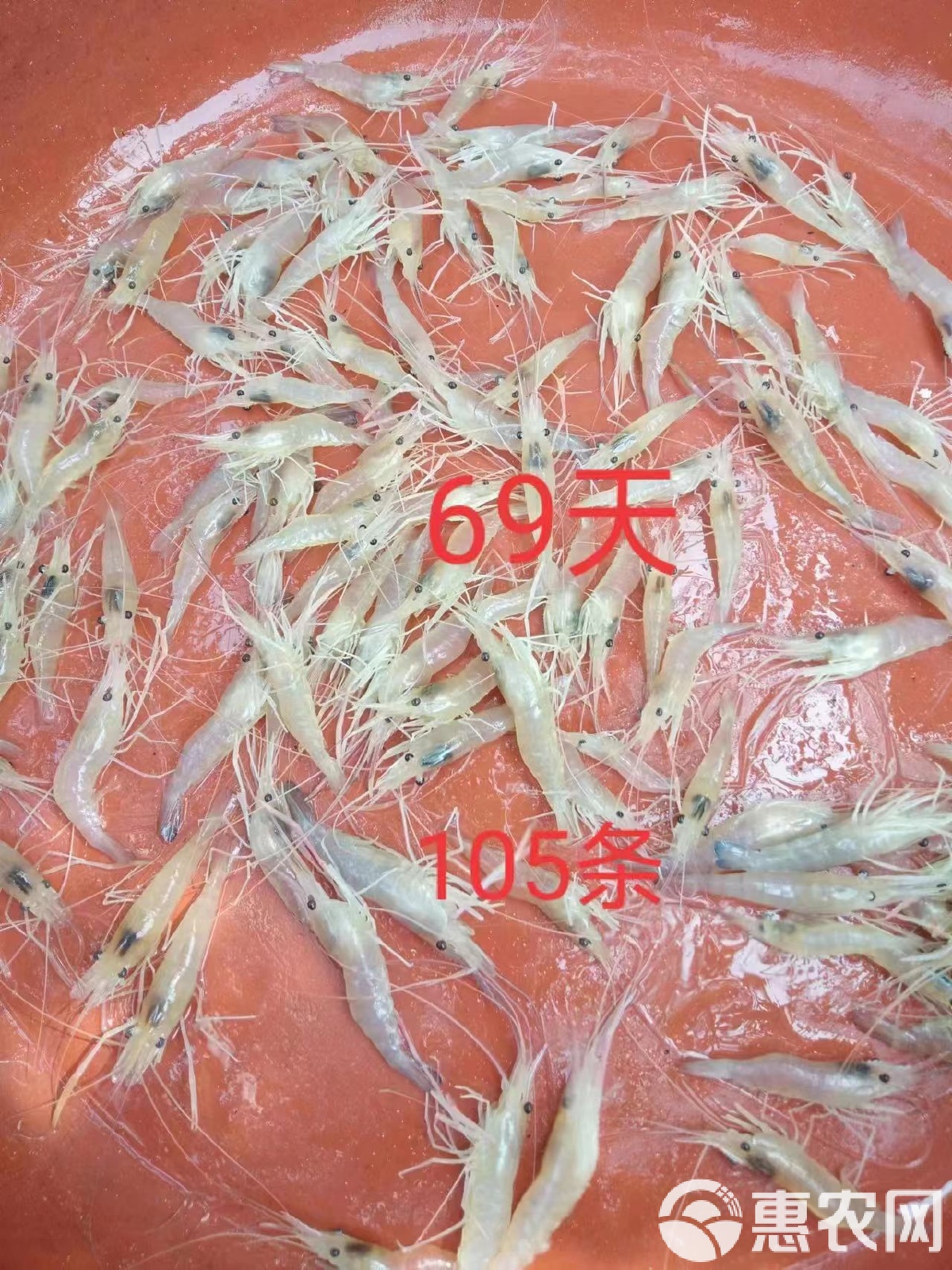 [羅氏沼蝦苗批發]華中水產研究所,羅氏沼蝦養殖基地直供蝦苗價格0.03