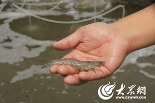 山東日照一企業從 小作坊 實現 水產科技公司 神奇變形