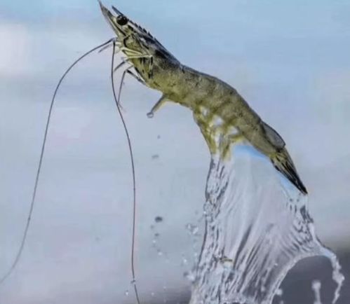 2021年水產養殖人你們有壓力嗎 日本排放核廢水,海水養殖戶又該何去何從