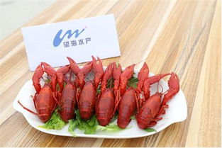 小龍蝦養殖不知從何開頭 望海水產來幫你