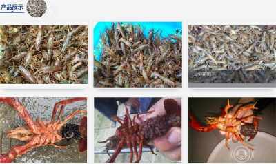 同安淡水小龍蝦苗 小龍蝦種苗基地批發