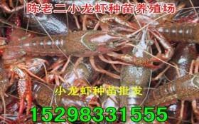 臨滄蝦苗養殖/純淡水蝦苗/優質蝦苗批發