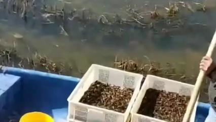 年前有很多龍蝦苗,年后開春卻沒看到什么蝦苗?