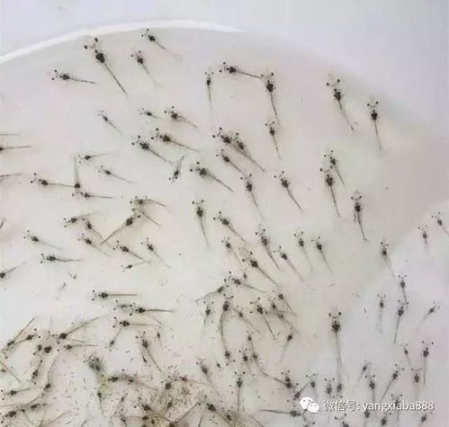 真技術 蝦苗放的好,養蝦才能順順利利