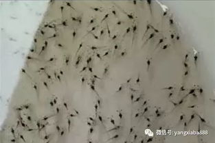 養蝦人,2018年購買蝦苗注意三大坑,不然虧上百萬不算多