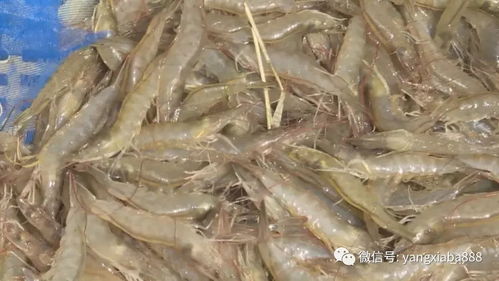 甘肅景泰 巧養鹽堿水蝦,告別吃凍蝦死蝦的歷史