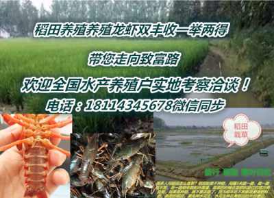 辛集種蝦苗現在火爆價格