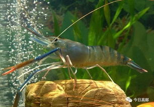 大學教授跨界創業,培育產品成搶手貨