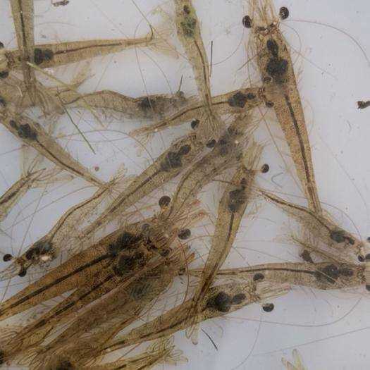 蝦苗批發市場 武漢農養家 海南蝦苗批發