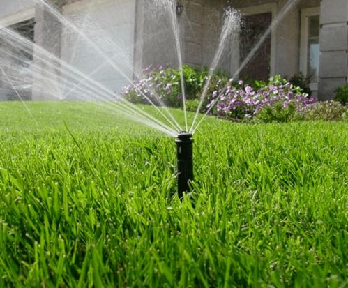 今日夏至,注意防暑降溫,園林苗木養護