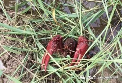 自家的塘口的小龍蝦是越養越小,原因竟然是它...