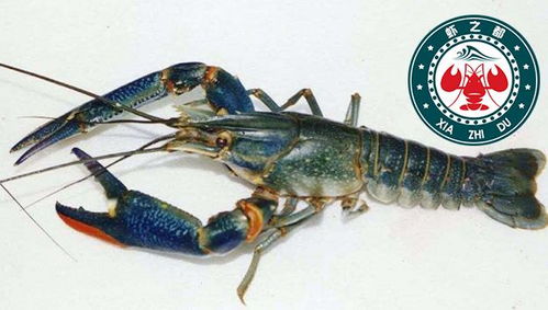 蝦之都澳洲淡水龍蝦養殖眾多福利讓你無憂