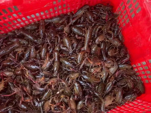 按照現在蝦苗價格,是現在投放劃算還是半個月之后