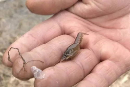 蝦苗行業出了怪病 玻璃苗 發病率70 ,廣東某地9成苗場出狀況