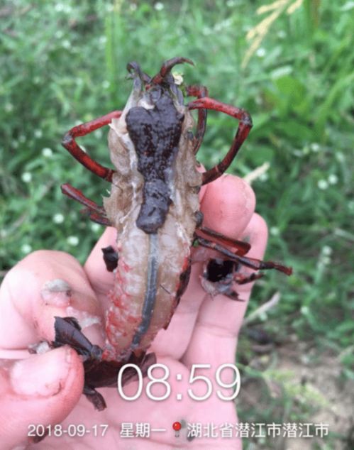 華揚小龍蝦 325 盈利模式專題 2021年蝦苗行情預測及秋冬育苗要點