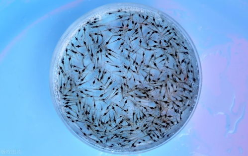 早春放蝦苗為什么會出現成活率低問題 重點在這